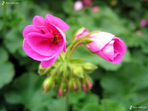 合肥豐樂生態園 探訪華東最大精品花卉大觀園，賞花之余的家用電器隨拍之旅